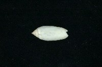 藏品(榧螺)的圖片